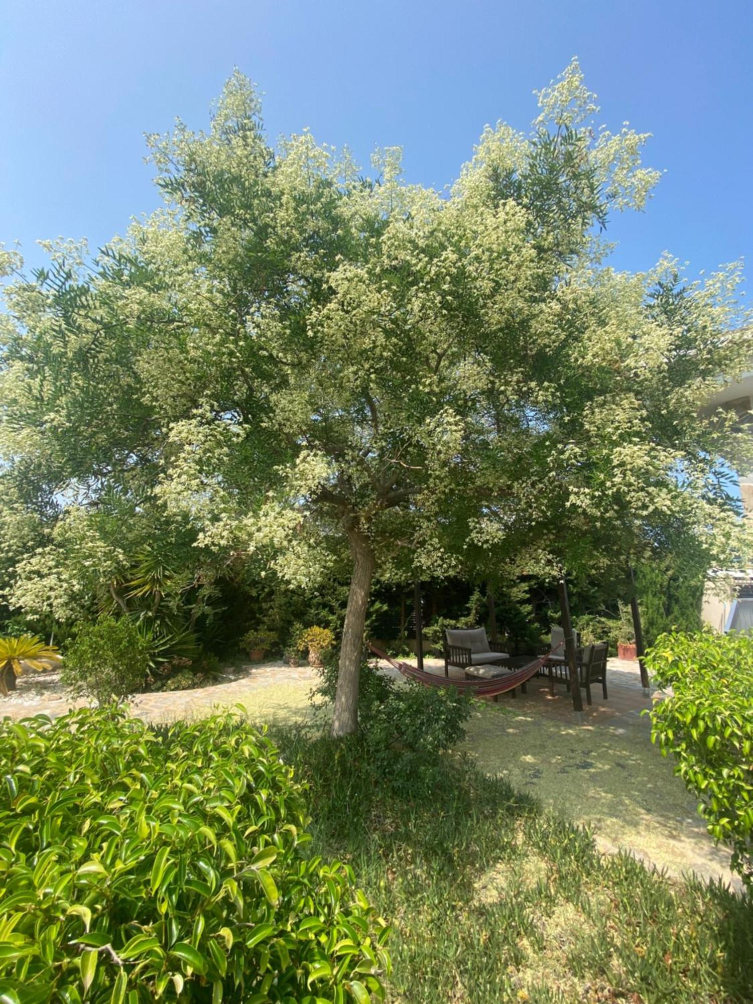 Casa Lusentum Villa Torrevieja Dış mekan fotoğraf